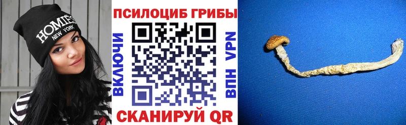 гидра ССЫЛКА  Дубовка  Галлюциногенные грибы MAGIC MUSHROOMS 